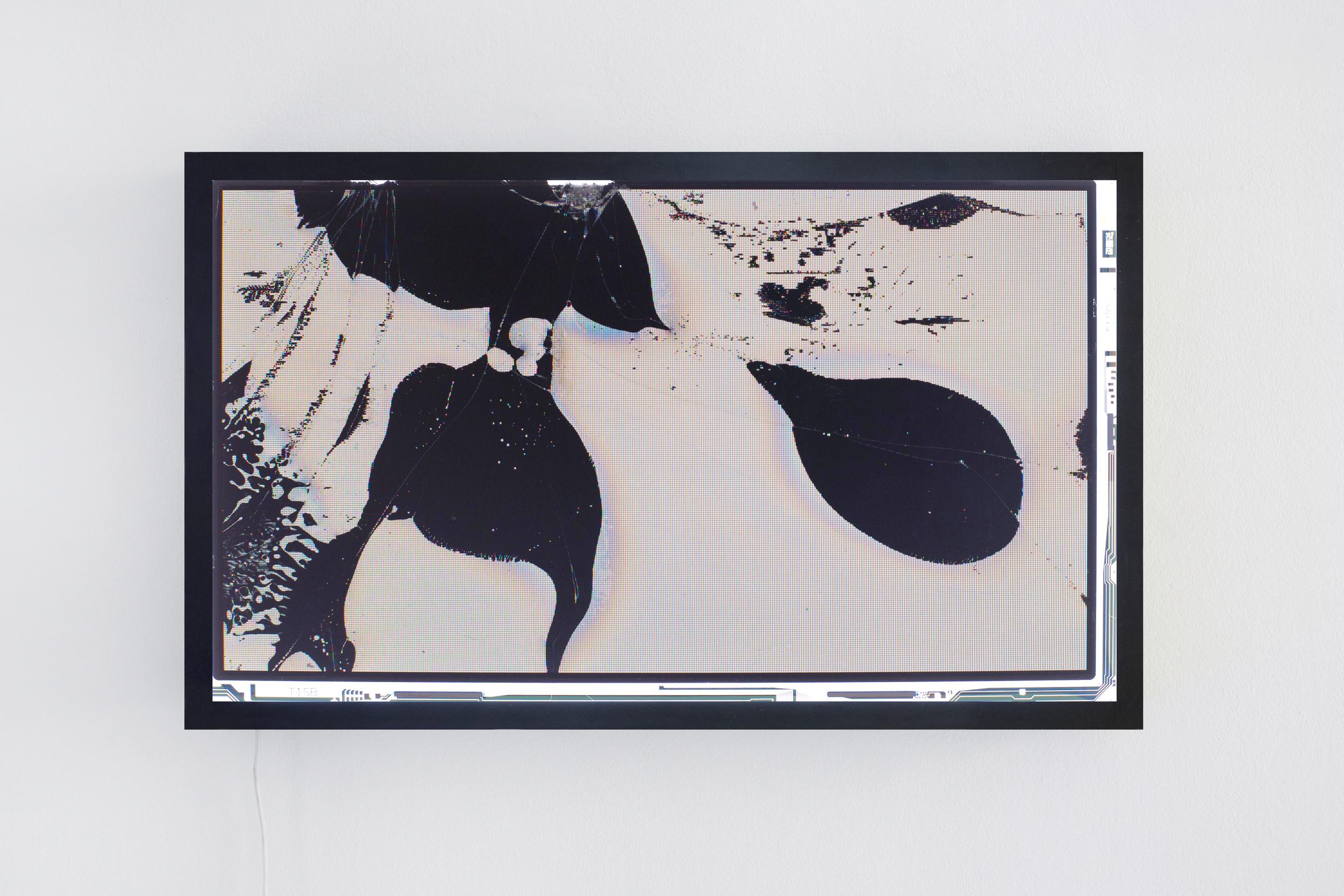 Liquid Crystal (b) - Bernd Oppl 